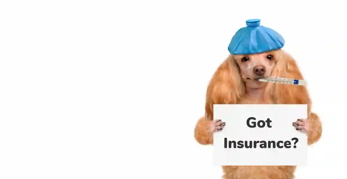 Dog insurance